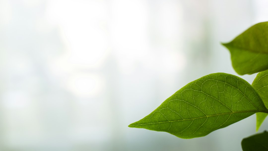 Green leaf close-up, like the leaf icon Task Manager shows for apps in efficiency mode on Windows 11
